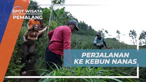 Memetik Buah Nanas Segar Langsung di Kebun Pemalang, Jawa Tengah