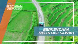 Berkendara Menyusuri Sawah dengan Mobil Antik di Yogyakarta