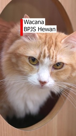 Video: Jakarta Akan Siapkan BPJS Hewan? Ini Kata Pengamat