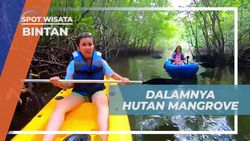 Menyelami Kesejukan dan Kicauan Burung di Hutan Mangrove Bintan