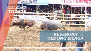 Mengalami Keseruan Adu Kerbau Tedong Silaga di Toraja