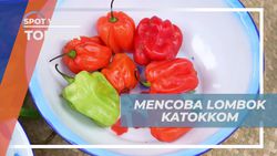Mencicipi dan Memasak Lombok Katokkom Khas Toraja