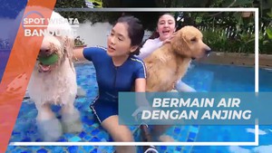 Berenang dan Bermain Air dengan Anjing di Rumah Guguk Bandung
