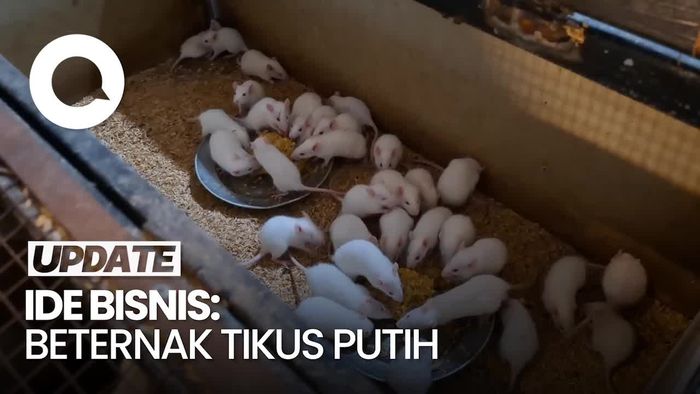 Video Cerita Banting Setir Karyawan Swasta Jadi Peternak Tikus Putih 