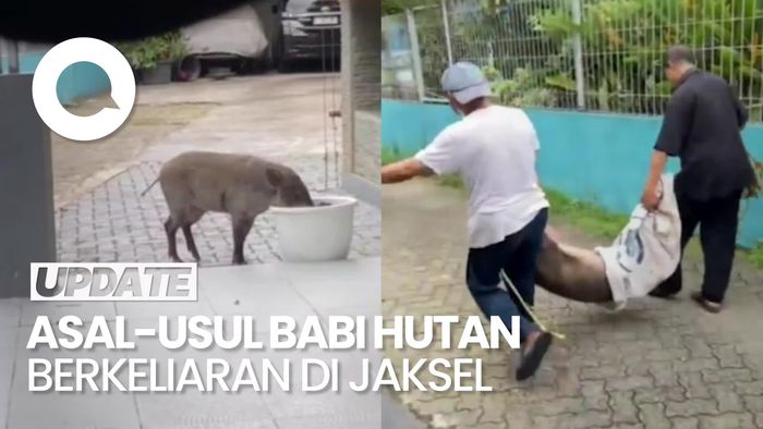 Video: Fakta Seputar Heboh Babi Hutan Berkeliaran di Jaksel