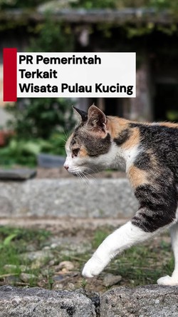 Video Dokter Hewan soal Wisata Pulau Kucing: Niat yang Mulia tapi...