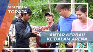 Mengantarkan Kerbau ke Arena Tradisi Tedong Silaga di Toraja  