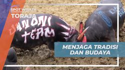 Menjaga Warisan Budaya Tedong Silaga di Toraja  