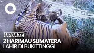Video 2 Harimau Sumatera Lahir di TMSBK Bukittinggi, Namanya Rizki-Lestari
