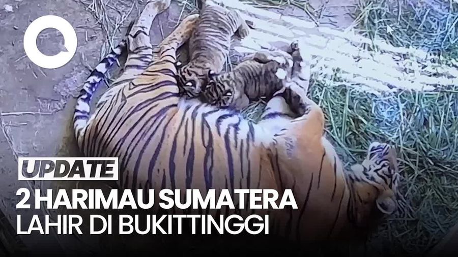 Video 2 Harimau Sumatera Lahir di TMSBK Bukittinggi, Namanya Rizki-Lestari
