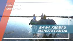 Menggiring Kerbau Menuju Pantai untuk Membersihkan dan Memandikan di Pulau Moyo, Sumbawa  