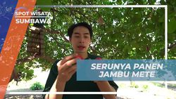 Mengalami Serunya Panen Jambu Mete dan Memandikan Kerbau di Pulau Moyo, Sumbawa  