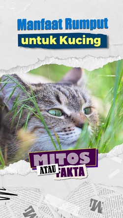 Video Mitos atau Fakta: Kucing Makan Rumput Tanda Lagi Sakit