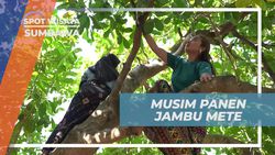 Memanen Jambu Mete Bersama Warga Lokal di Pulau Moyo, Sumbawa  