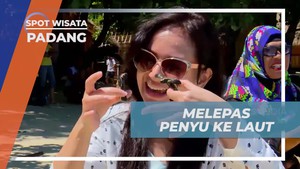 Melestarikan Penyu dengan Melepasnya ke Laut di Pantai Swarnadwipa, Padang  