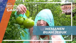 Memetik Buah Jeruk Segar Langsung dari Pohonnya di Garut  