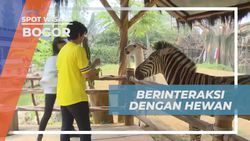 Berinteraksi dan Memberi Makan Hewan di Royal Safari Garden Bogor  