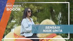 Mengalami Sensasi Naik Unta di Royal Safari Garden Bogor  