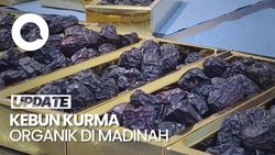 Video: Melihat Kebun Kurma Ajwa Organik di Madinah