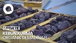 Video: Melihat Kebun Kurma Ajwa Organik di Madinah
