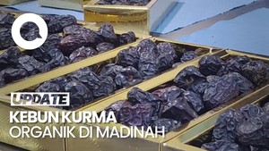 Video: Melihat Kebun Kurma Ajwa Organik di Madinah