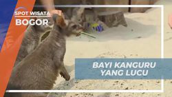 Menyaksikan Kelembutan dan Keunikan Bayi Kanguru di Royal Safari Garden Bogor  
