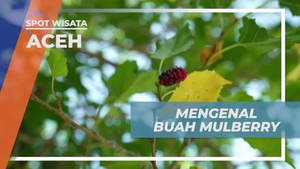 Mengenal Buah Mulberry yang Manis dan Berwarna Gelap di Aceh  
