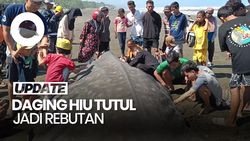 Video Hiu Tutul 2,5 Ton Terdampar di Pantai Cilacap, Dagingnya Jadi Rebutan