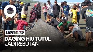 Video Hiu Tutul 2,5 Ton Terdampar di Pantai Cilacap, Dagingnya Jadi Rebutan