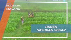 Memanen Sayuran Segar dan Menikmati Kelezatannya di Kebun Malang  
