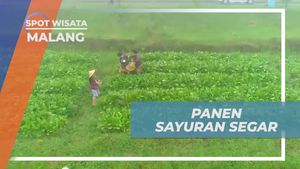 Memanen Sayuran Segar dan Menikmati Kelezatannya di Kebun Malang  