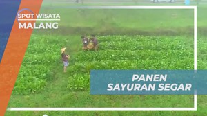 Memanen Sayuran Segar dan Menikmati Kelezatannya di Kebun Malang  