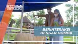 Berinteraksi dengan Domba dan Kambing Imut di Tempat Wisata Satwa Yogyakarta  