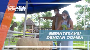 Berinteraksi dengan Domba dan Kambing Imut di Tempat Wisata Satwa Yogyakarta  