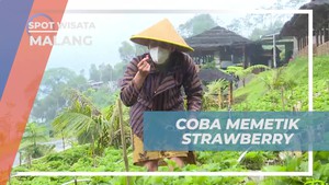 Memetik Strawberry dan Menikmati Kebun Buah di Lembah Indah Malang  