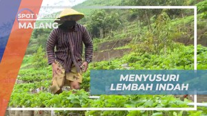Menjelajahi Keindahan Lembah Indah Malang dan Memetik Buah Segar di Kebun  