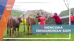 Memandikan Sapi sebagai Aktivitas Seru di Lembah Indah Malang  