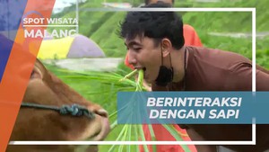 Mengikuti Tantangan Memberi Makan Sapi dengan Mulut di Malang  