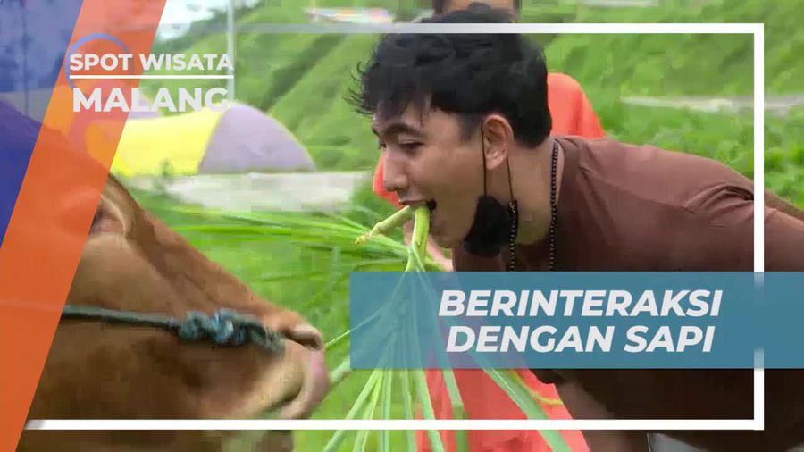Mengikuti Tantangan Memberi Makan Sapi dengan Mulut di Malang  