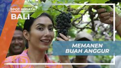 Mencoba Memanen Buah Anggur Langsung dari Pohonnya di Bali  