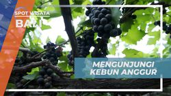 Mengunjungi Kebun Anggur Terbesar di Bali dan Menyaksikan Panen Buahnya  