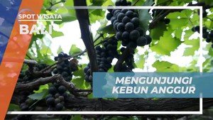 Mengunjungi Kebun Anggur Terbesar di Bali dan Menyaksikan Panen Buahnya  