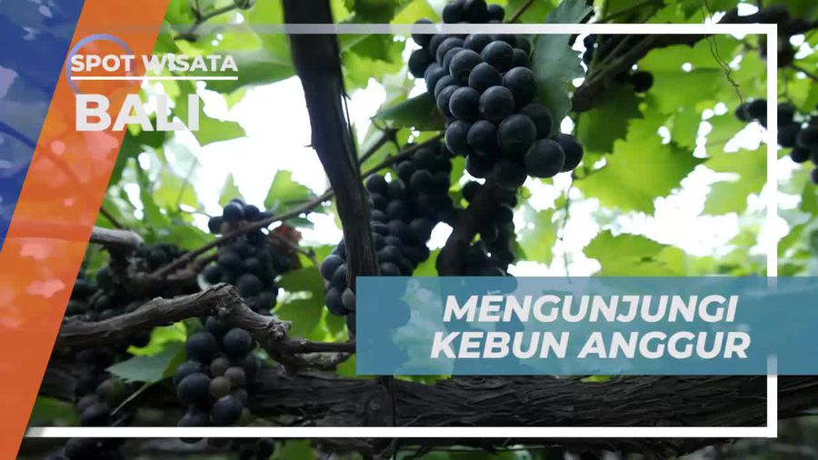 Mengunjungi Kebun Anggur Terbesar di Bali dan Menyaksikan Panen Buahnya  