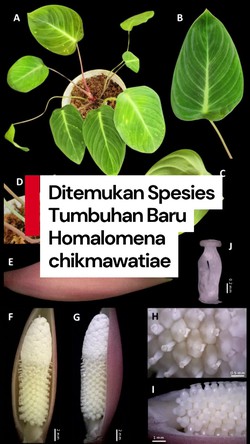 Video: BRIN Temukan Spesies Tumbuhan Baru Homalomena chikmawatiae dari Riau