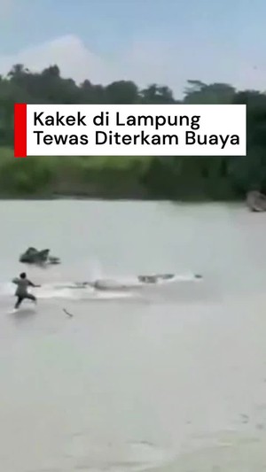 Video: Momen Warga Berbondong-bondong Kejar Buaya Penerkam Kakek di Lampung