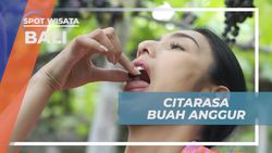 Menikmati Citarasa Buah Anggur Segar hasil Panen di Bali  