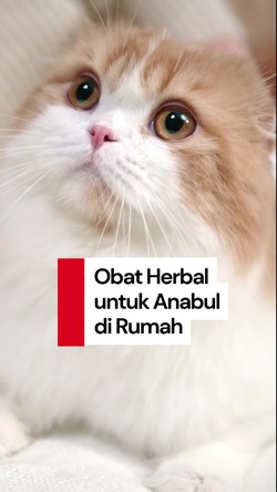 Video: 3 Jenis Herbal yang Perlu Disiapkan Pemilik Anabul di Rumah