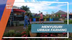 Menyusuri Keindahan Urban Farming Center dan Berkebun di Purwakarta  