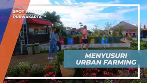 Menyusuri Keindahan Urban Farming Center dan Berkebun di Purwakarta  