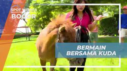 Bermain Bersama Kuda dan Berfoto di Alam Rancamaya, Bogor  